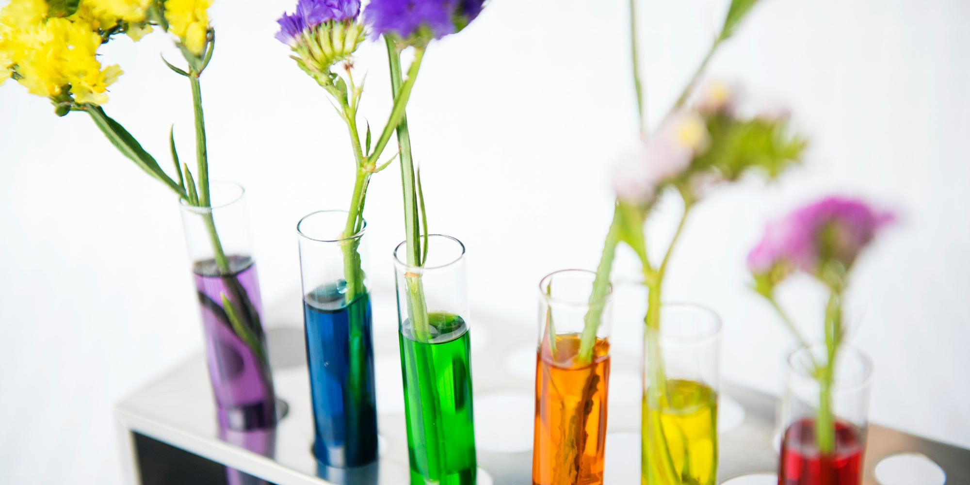 flowers in test tubes